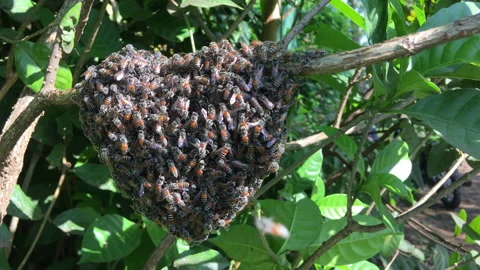 A swarm of bees on the hive Stock Footage 242965816