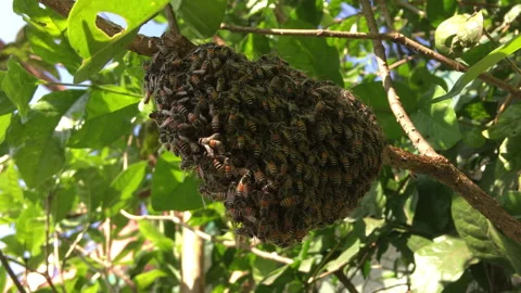 A swarm of bees on the hive Video stock 242966743