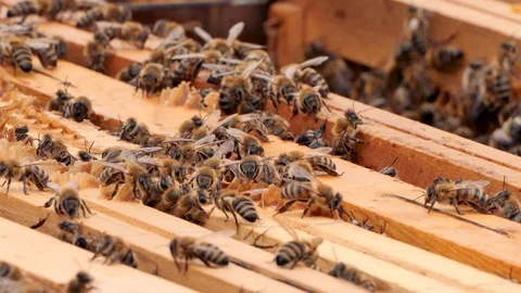 Swarm of bees. Hives in the apiary, frames with honey. Beekeeping concept. 스톡 동영상 108476185