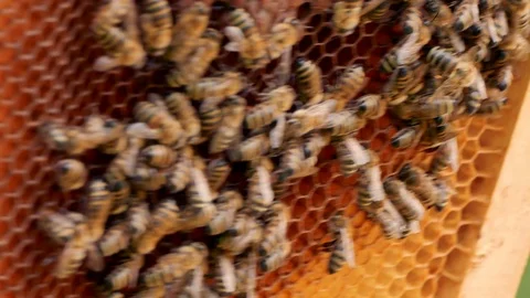 Swarm of bees. Hives in the apiary, frames with honey. Beekeeping concept. 스톡 동영상 108476201