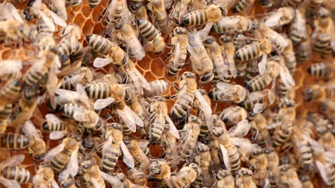 Swarm of bees. Hives in the apiary, frames with honey. Beekeeping concept. Stock Footage 108476225