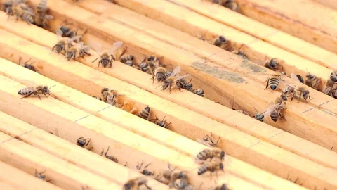 Swarm of bees. Hives in the apiary, frames with honey. Beekeeping concept. Stock Footage 108476263