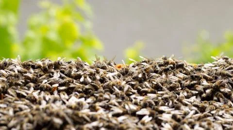 Swarm of bees horizontal background Stock Photos