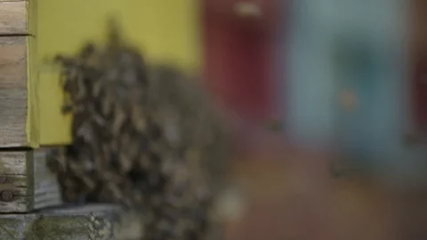 Swarm of bees in the lair Stockbeeldmateriaal 89532110