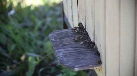 Swarm of bees near a beehive Stock Footage 63618318