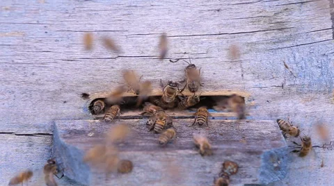 Swarm of bees near a beehive Stock-Footage 64533714