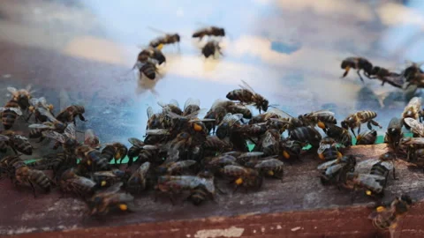 Swarm of bees near the hive Stock Footage 238367355