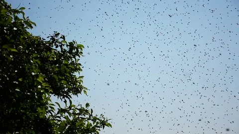 Swarm of bees, Ohio Stock Footage 73777648