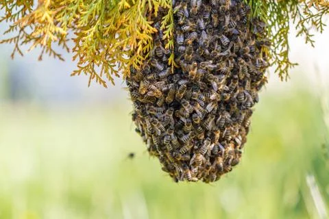 Swarm of bees Stock Photos