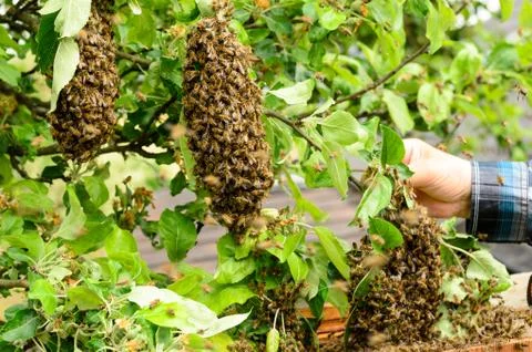 Swarm of bees Stock Photos