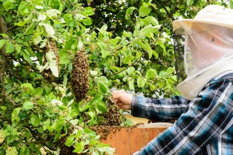 Swarm of bees Stock Photos