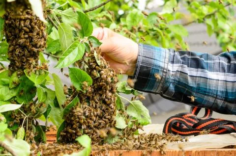 Swarm of bees Stock Photos