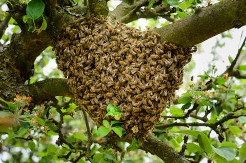 Swarm of bees Stock Photos
