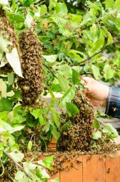 Swarm of bees Stock Photos
