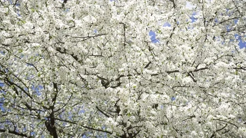 A Swarm Of Bees Pollinate Flowering Trees In The Botanical Garden. Stock Footage 239243858