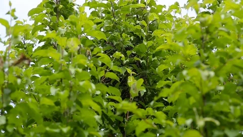 A swarm of bees sat on a young tree Video stock 84659821