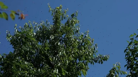 A swarm of bees sits on a tree Stock Footage 111749390