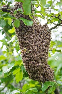 A swarm of bees sitting in an apple tree Stock Photos