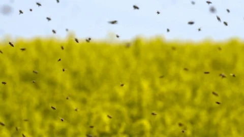 Swarm of bees in slow motion Stock Footage