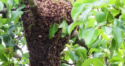 Swarm of bees stuck around the trunk of a young pear in windy weather Stock Footage 230932853