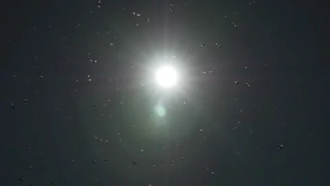 Swarm of bees in the sun Stock Footage 151808927