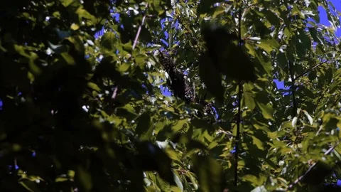 A swarm of bees on a tree branch Video stock 111749377