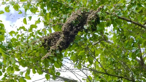 Swarm of bees on tree branch 스톡 동영상 123579437