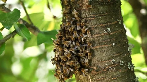 A swarm of bees on a tree branch Stock Footage 196815653