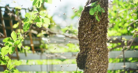 Swarm of Bees on Tree Branch Stock Footage 275516291