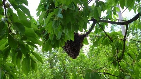 Swarm of bees on a tree branch. A huge number of bees on a cherry tree branch. Stock Footage 196145447
