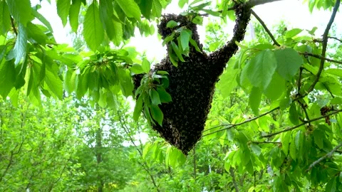 Swarm of bees on a tree branch. A huge number of bees on a cherry tree branch. Stock Footage 196145460
