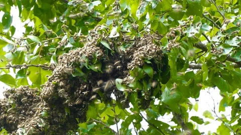 Swarm of bees on tree Stock Footage 123580180