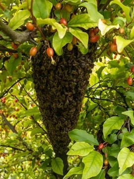 A swarm of bees on a tree with fruit on it Stock Photos