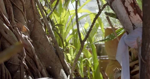 A swarm of bees was at the base of the tree.Bee swarm. Stock Footage 264894191