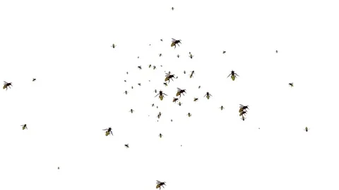 Swarm of Bees Wasps Fly Green Screen 3D ... | Stock Video | Pond5