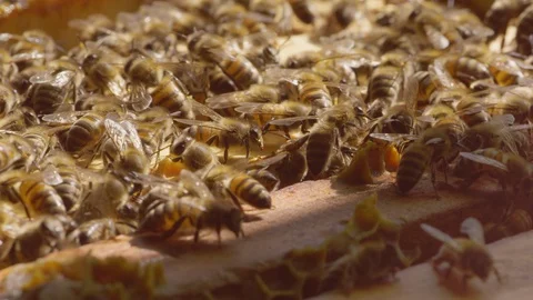 A swarm of bees working on a hive building the honeycomb 库存影片 98485398