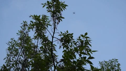 A swarm of beetles flies around the top of a tree. Stock Footage 331210905