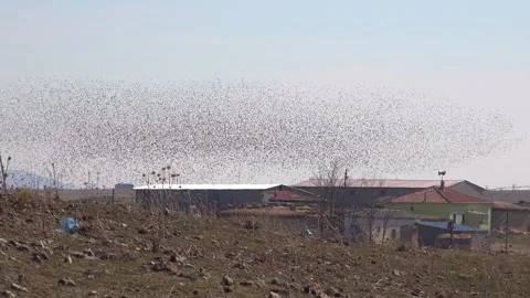 Swarm behaviour of dense flock birds forming murmuration patterns - Bird Colony Vidéo 339560703