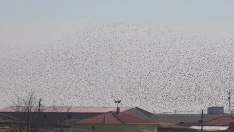 Swarm behaviour of dense flock birds forming murmuration patterns - Avian Flock Vidéo 339560817