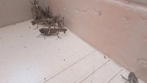 Swarm of big dark gray bush-cricket with long-winged on white steps, grasshopper Stock Footage 341292479