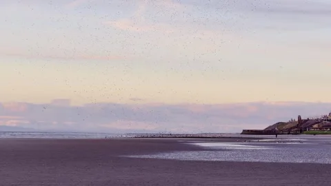 Swarm of birds Blackpool Stock Footage 332498180
