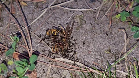 A swarm of black ants consuming a dead hornet on the ground. Stock Footage 345151020