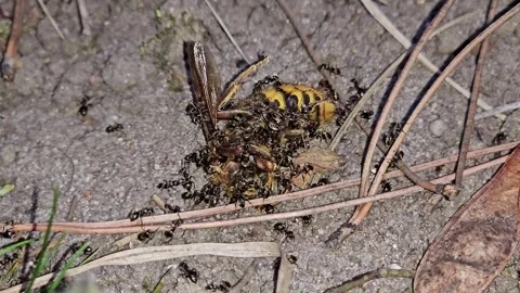 A swarm of black ants consuming a dead hornet on the ground. Stock Footage 345151233