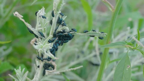 Swarm of Black Beetles Infesting and Damaging Green Plant Foliage in slow motion Stock Footage 313511734