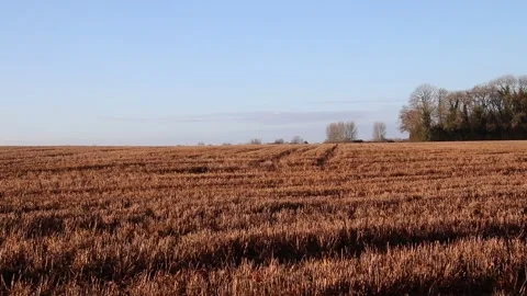 Swarm of black crows swooped across a farm field Video stock 145196440