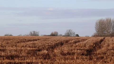 Swarm of black crows swooped across a farm field 스톡 동영상 145196455