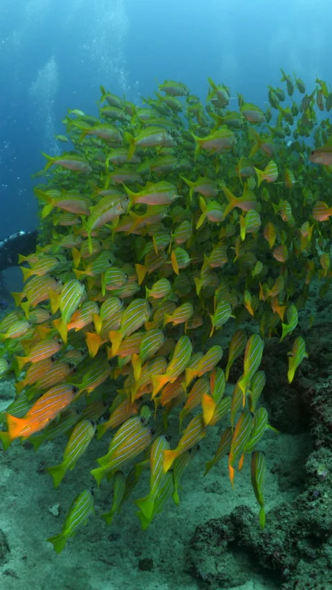 A SWARM OF BLUE STRIPED SNAPPER Stock Footage 303679144