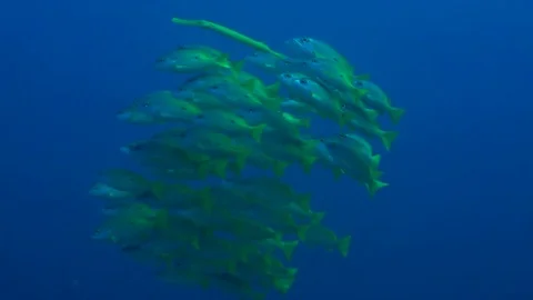 Swarm Bluestripped snapper Video stock 74719742