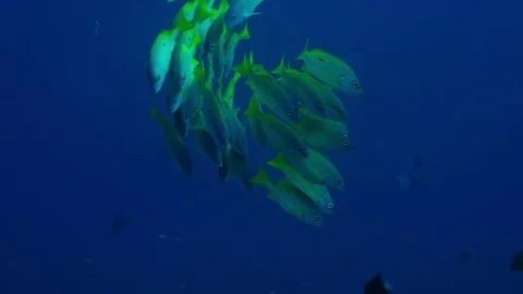 Swarm Bluestripped snapper Vídeo Stock 74719922