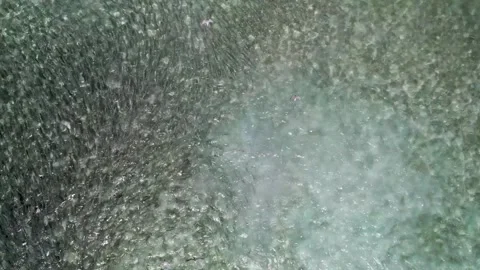 Swarm of bonefish attacked by a barracuda from an aerial view in clear Stock Footage 278847265